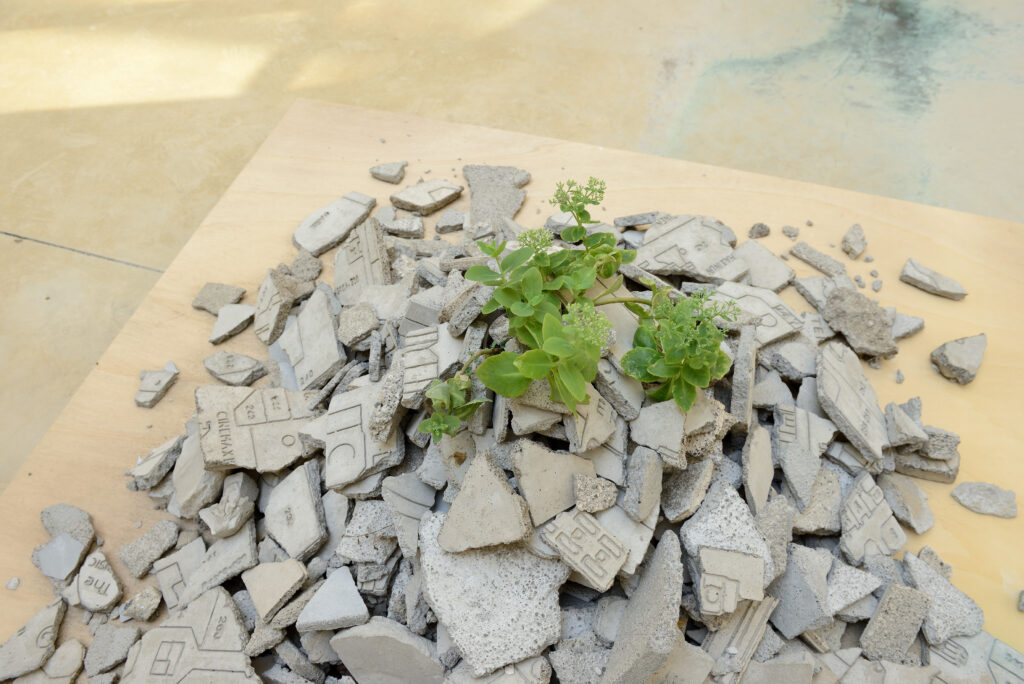 Francolino Andrea, Performance di una pianta, 2013-2015 – Courtesy l_artista, Ph. M. A. Sereni