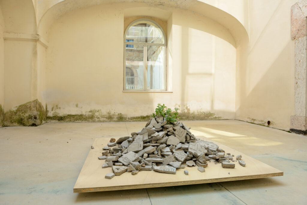 Francolino Andrea, Performance di una pianta, 2013-2015 – Courtesy l_artista, Ph. M. A. Sereni (1)
