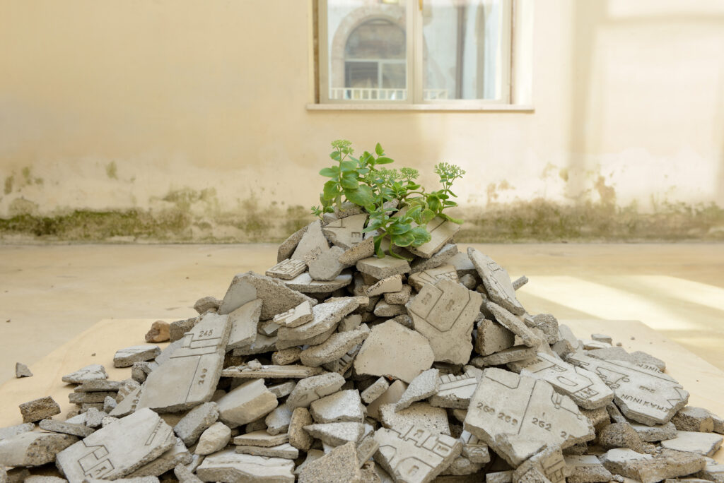 Francolino Andrea, Performance di una pianta, 2013-2015 – Courtesy l_artista, Ph. M. A. Sereni