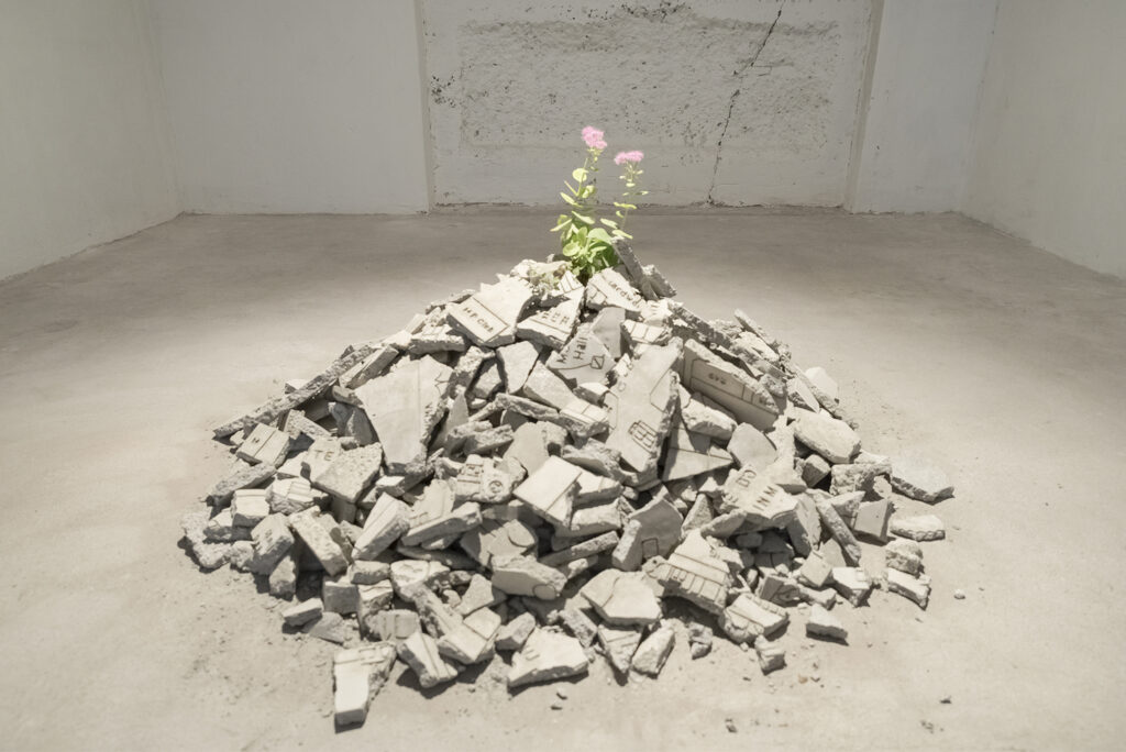 Francolino Andrea, Performance di una pianta, 2013-2015 – Courtesy l_artista e The open box Milano, Ph. Valentino Albini
