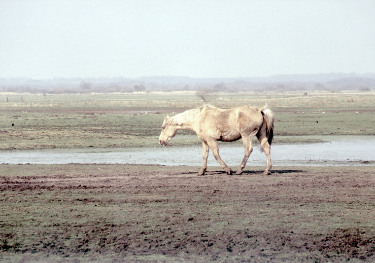 Simone Gilges, Weibes Pferd, 2005 – Courtesy l_artista