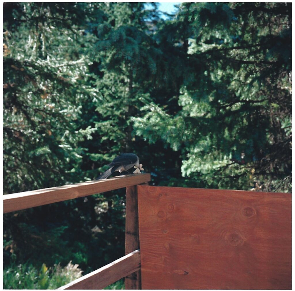 James Yamada, Two ways to build a fence, 2003 – Courtesy l_artista, Ph. M. A. Sereni