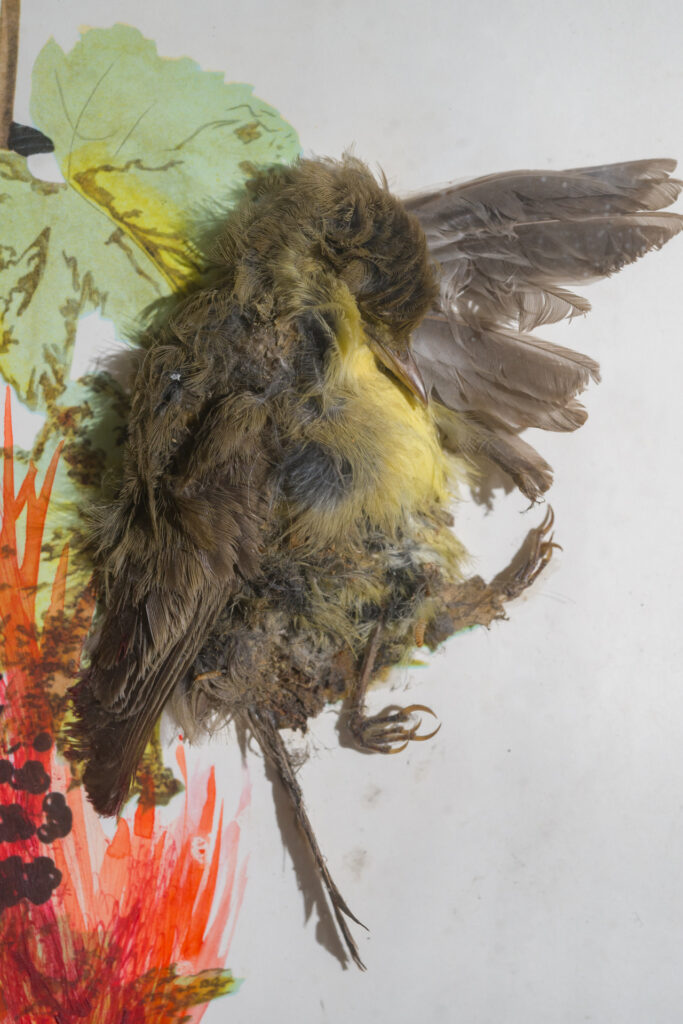 Jorge Peris, Picus, 2012 – Courtesy l_artista, Ph. F. Tommasoli(1)