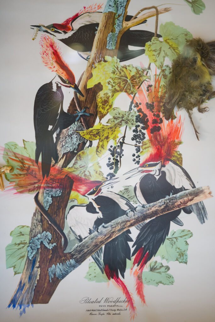 Jorge Peris, Picus, 2012 – Courtesy l_artista, Ph. F. Tommasoli(2)