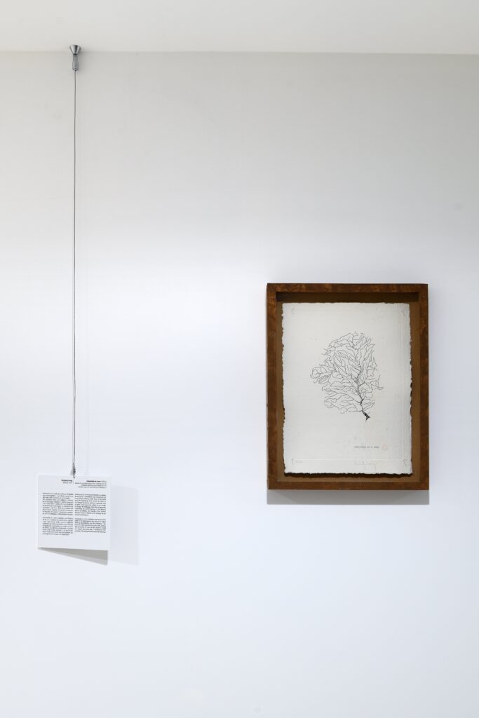 Richard Long, Amazonia as a tree, 1990 – Courtesy l_artista, Ph. M. A. Sereni