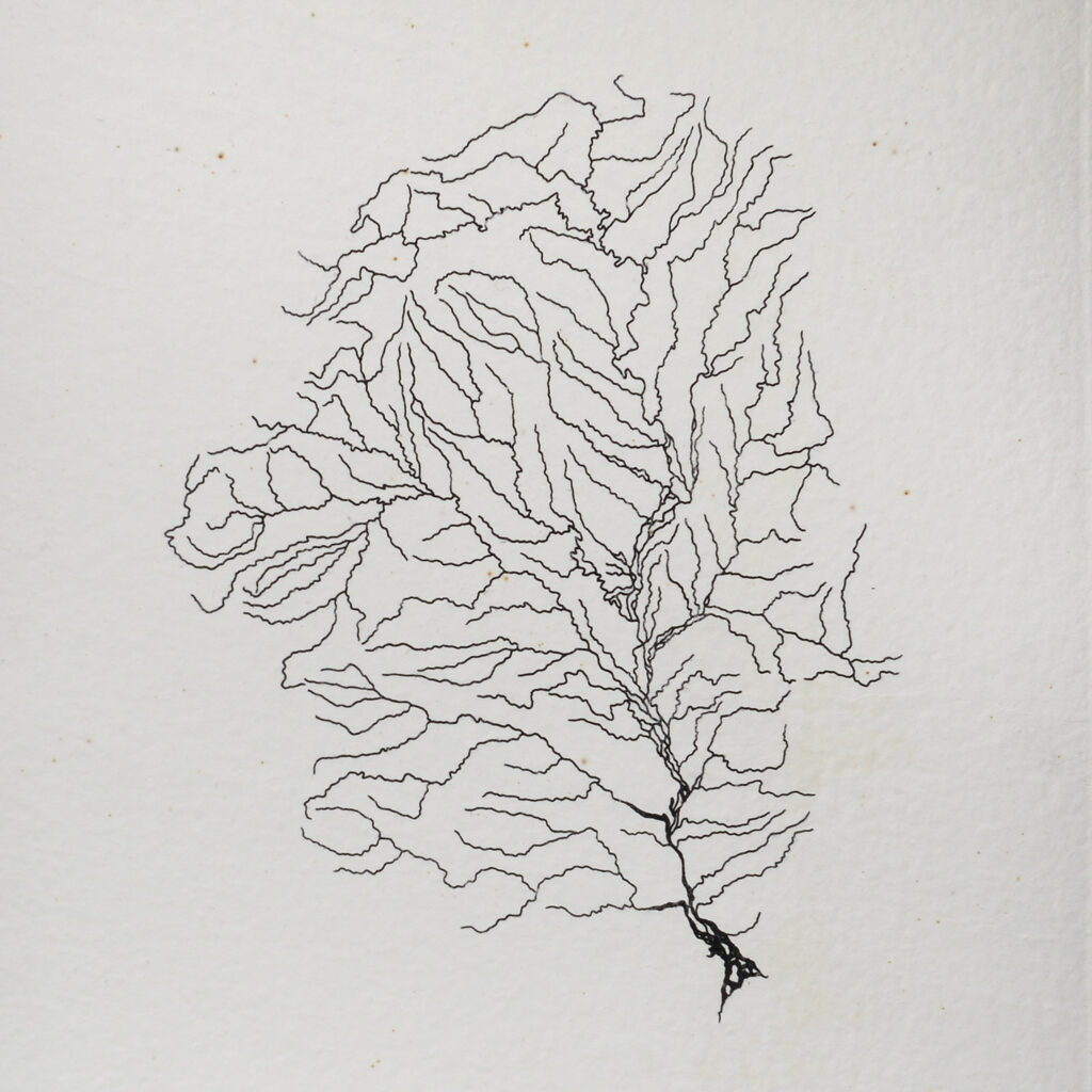Richard Long, Amazonia as a tree, 1990 – Courtesy l’artista, Ph. M. A. Sereni – Edited